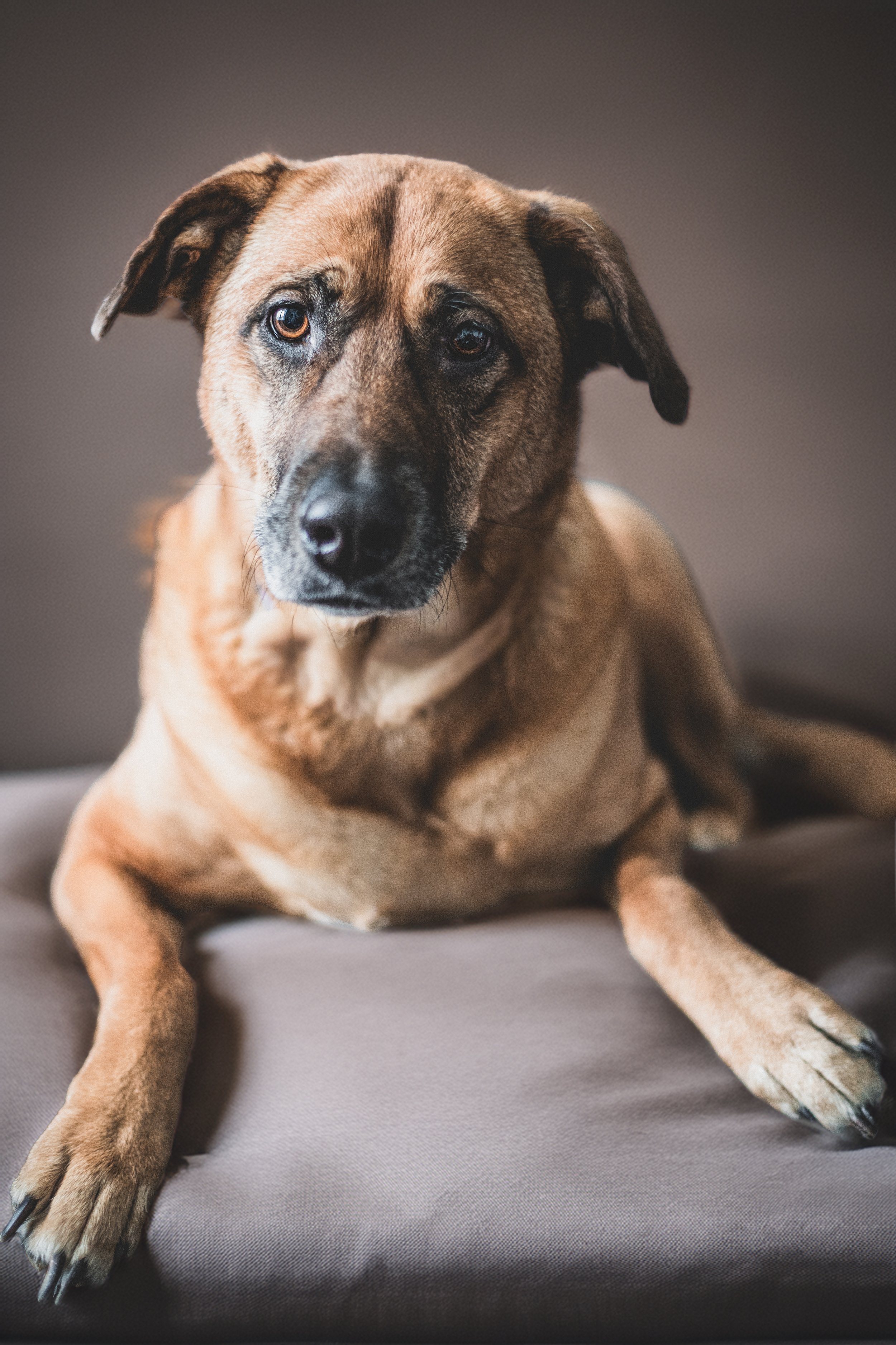 Dogs-5.jpg