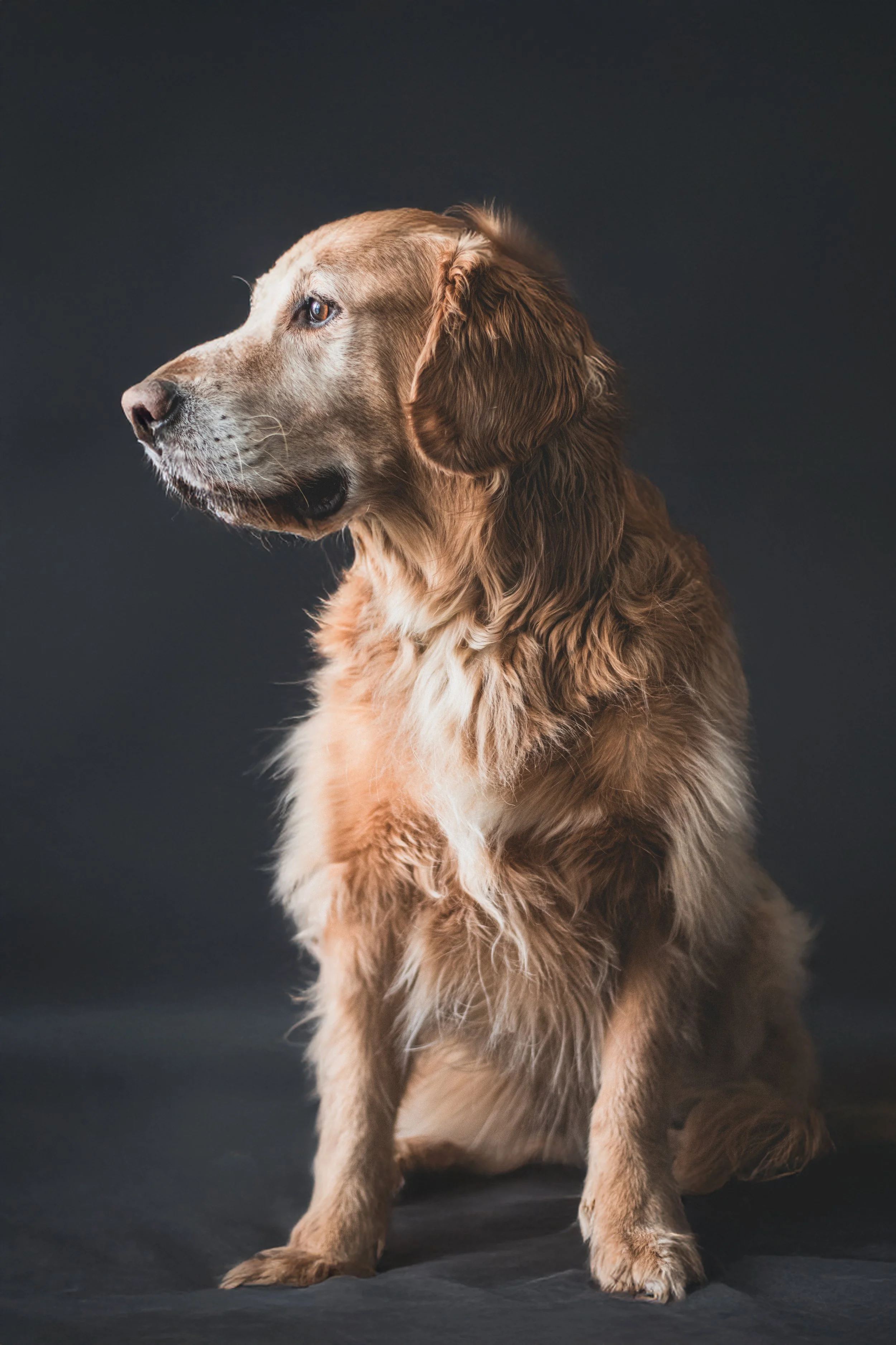 Dogs-1.jpg