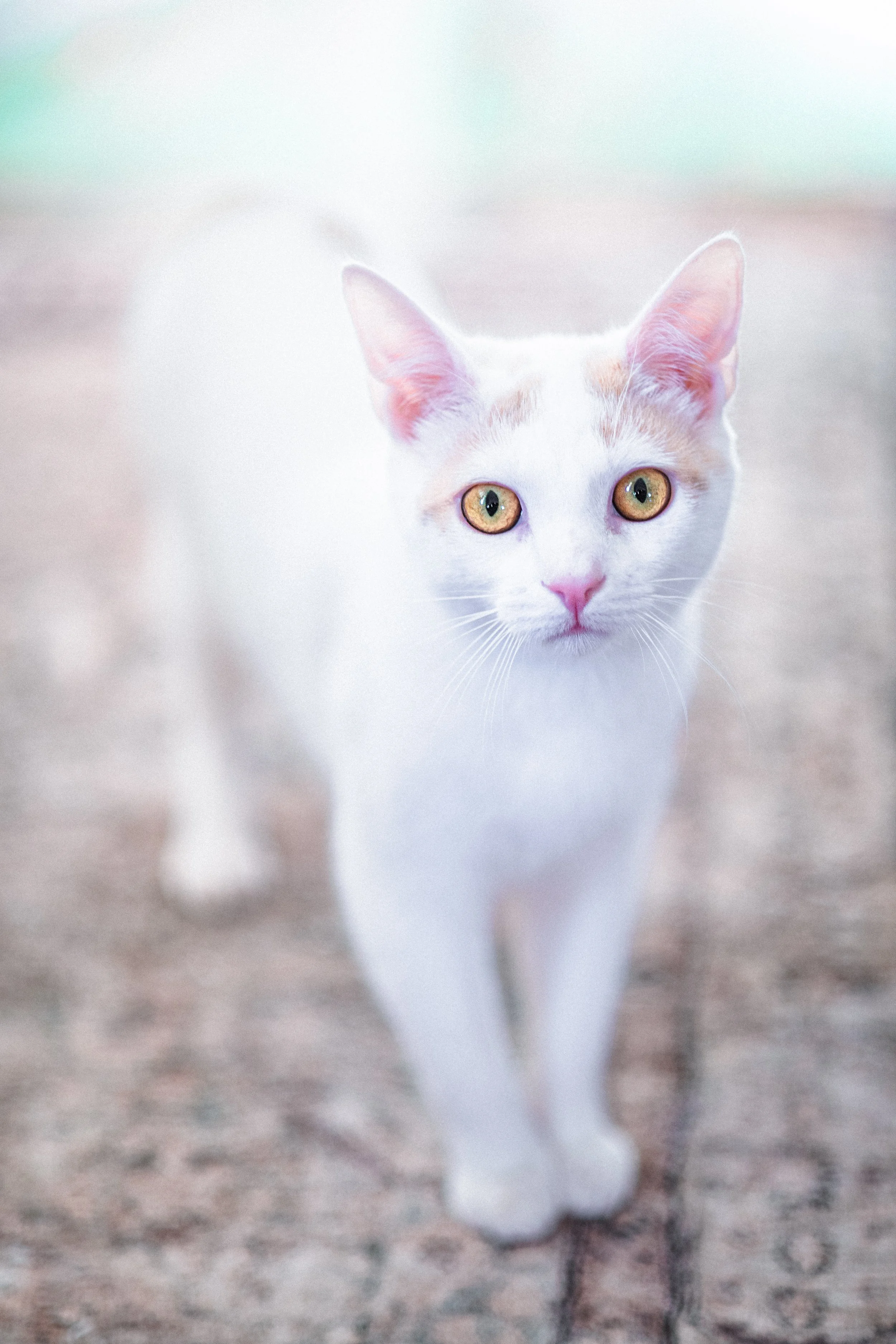 KittyCats-2.jpg