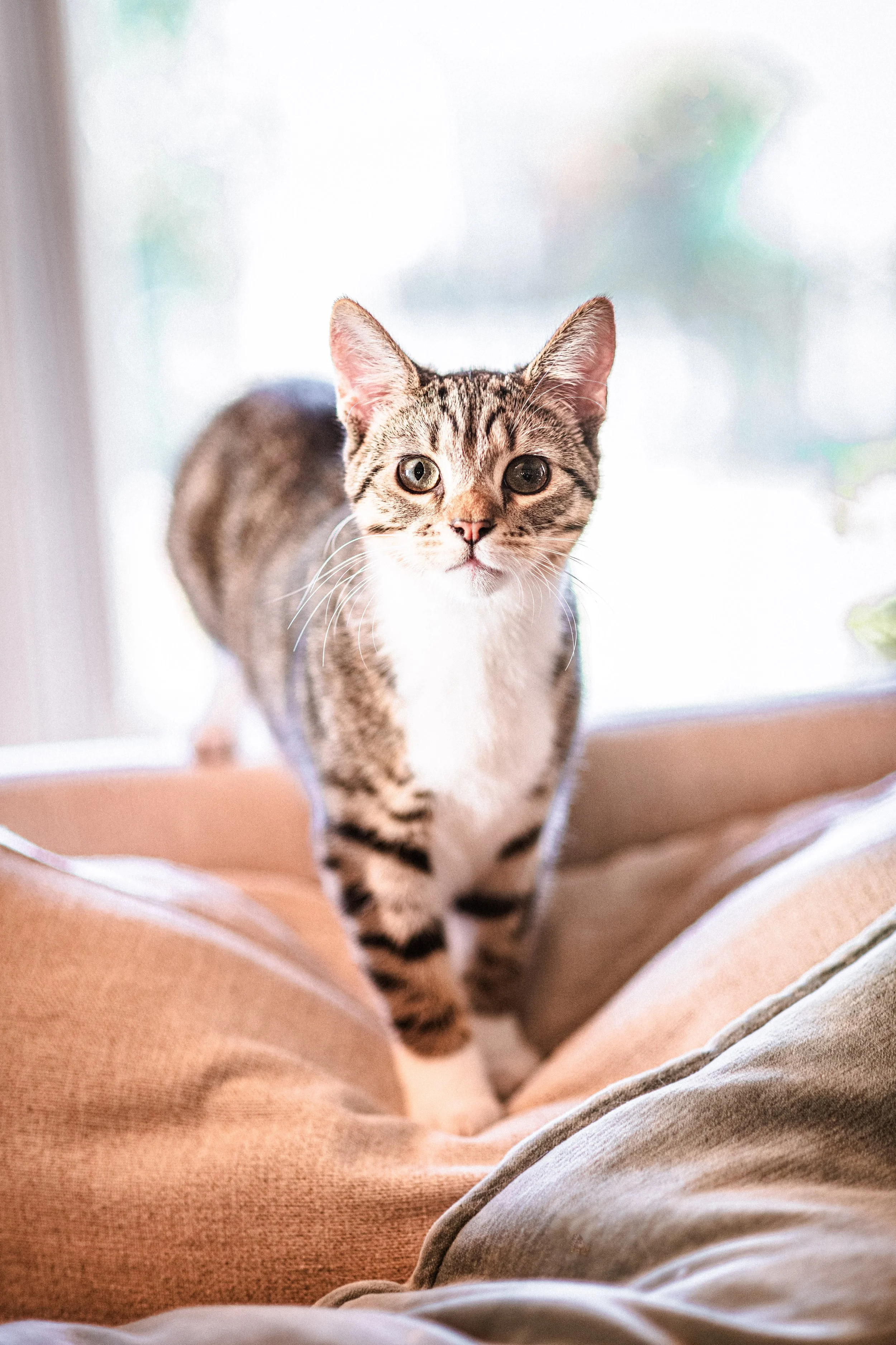 KittyCats-1.jpg