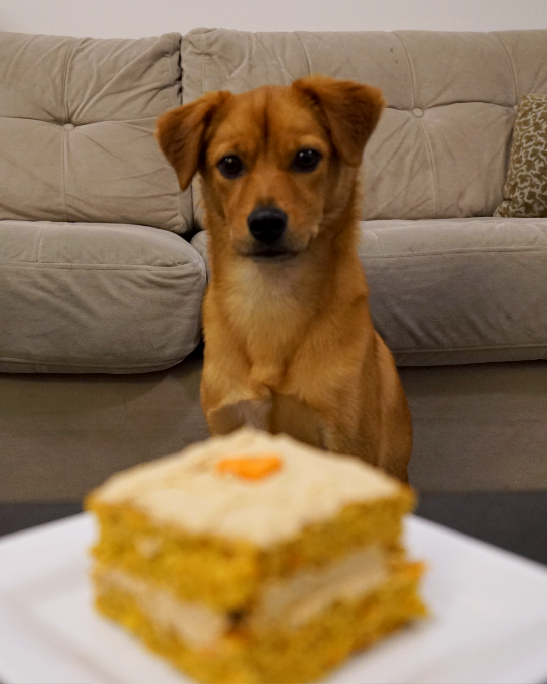 Zappa2ndBday_01.png