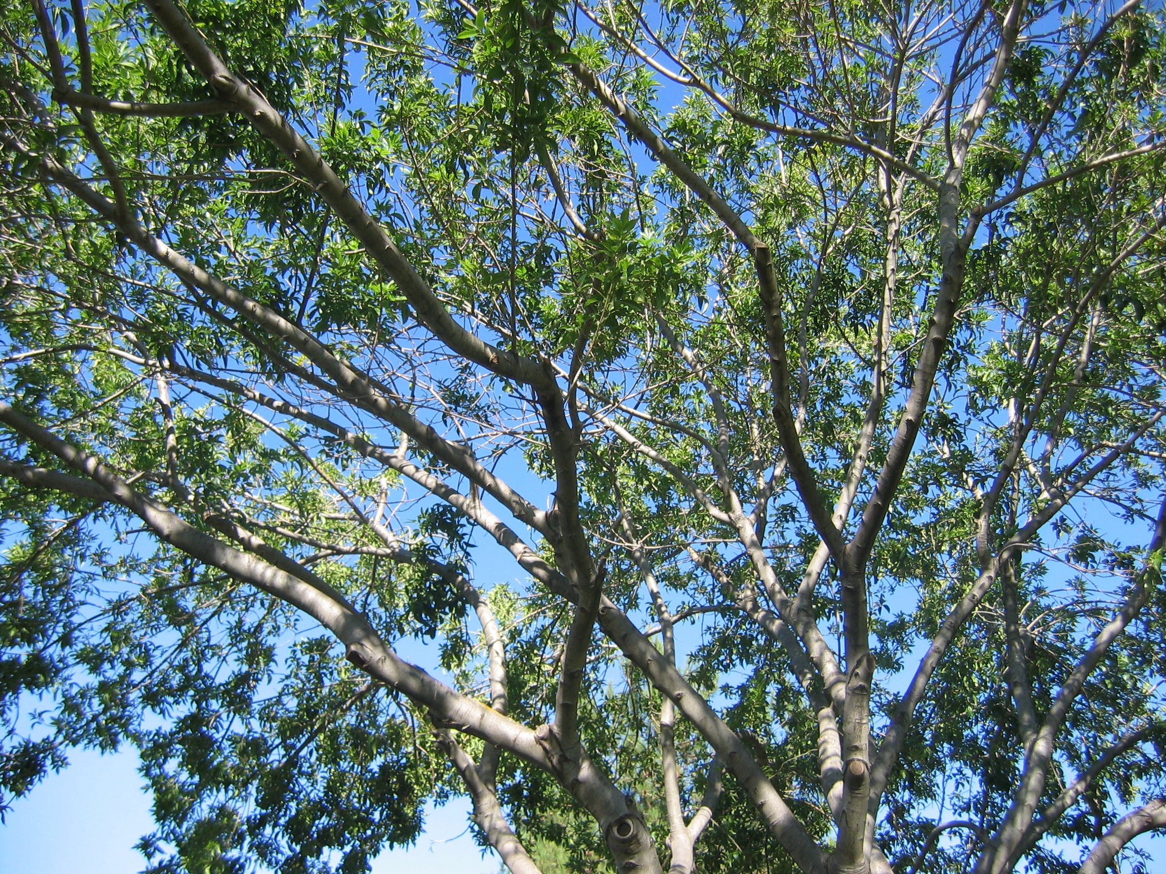 IMG_0010.jpg