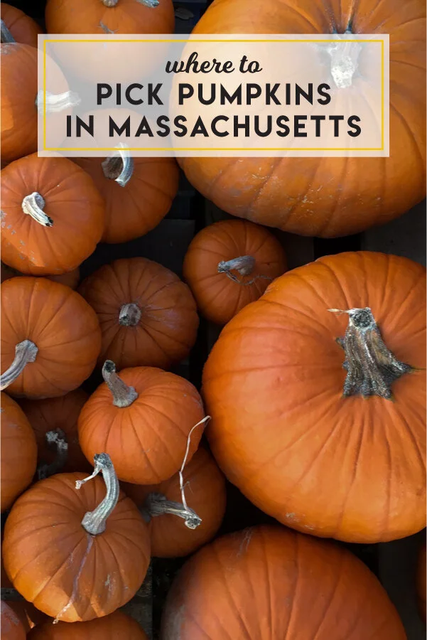 pumpkin-patches.jpg