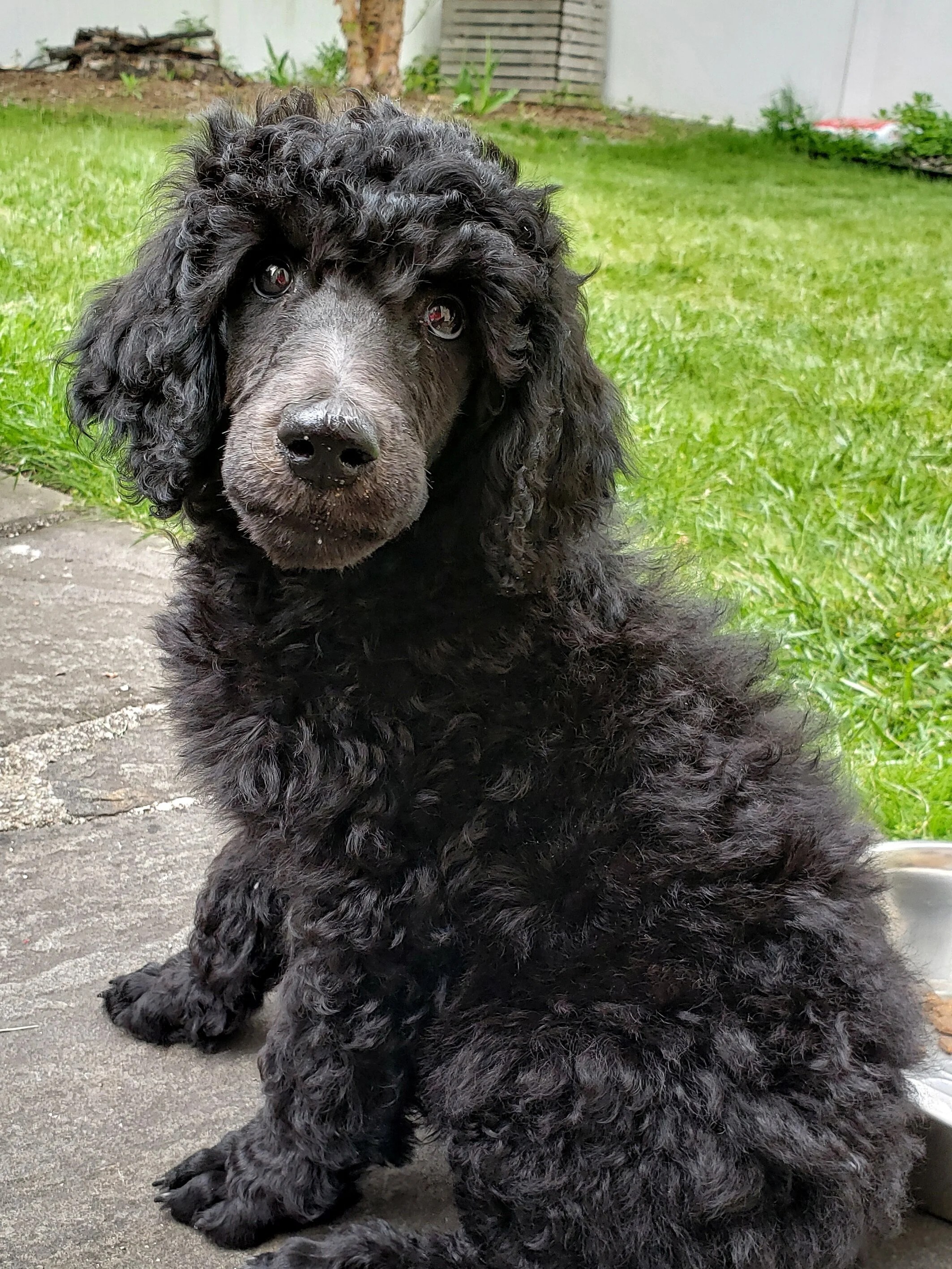 Embrace 2020 139/365: unconditional dog love