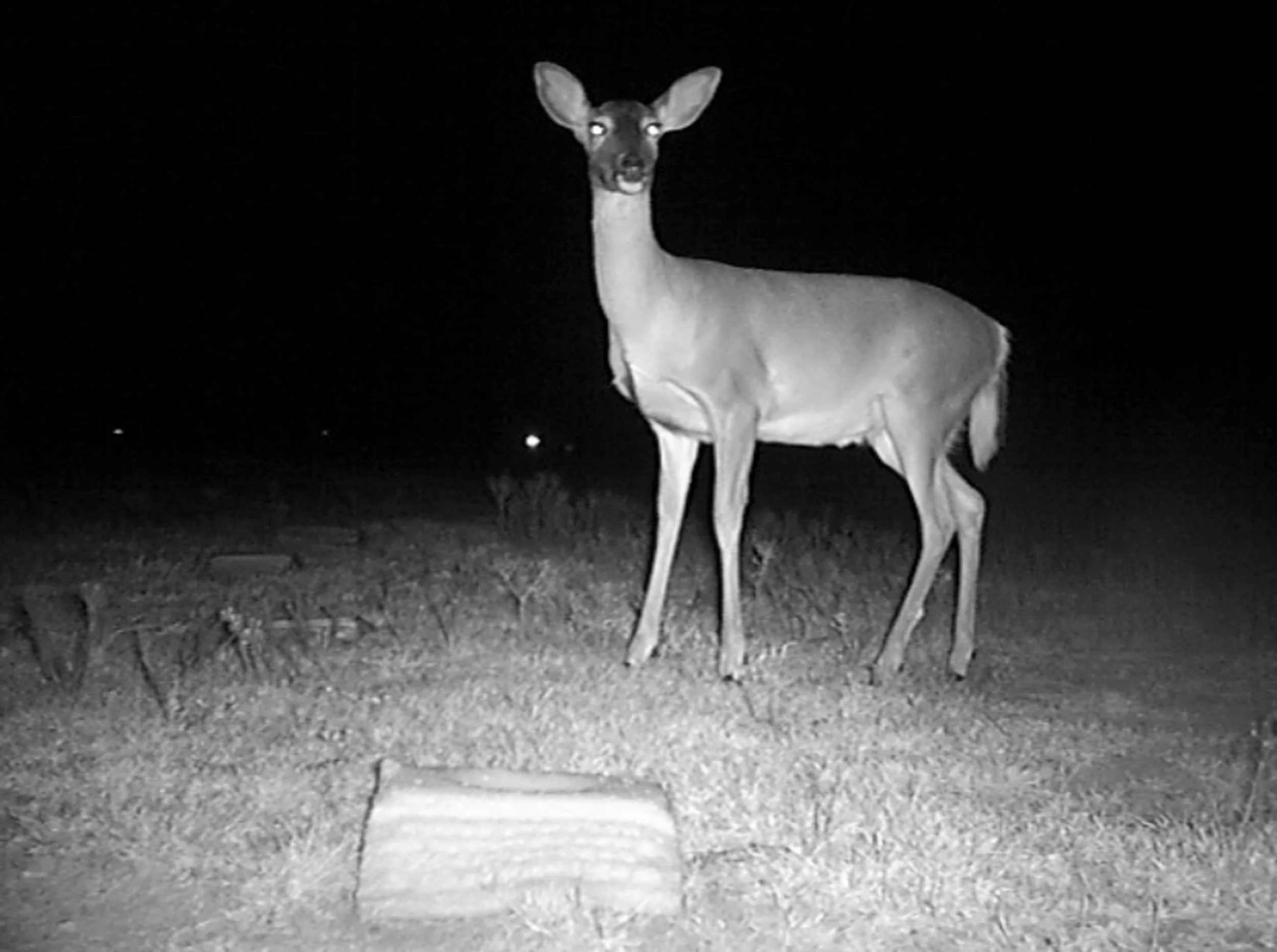 deer_hires.jpg