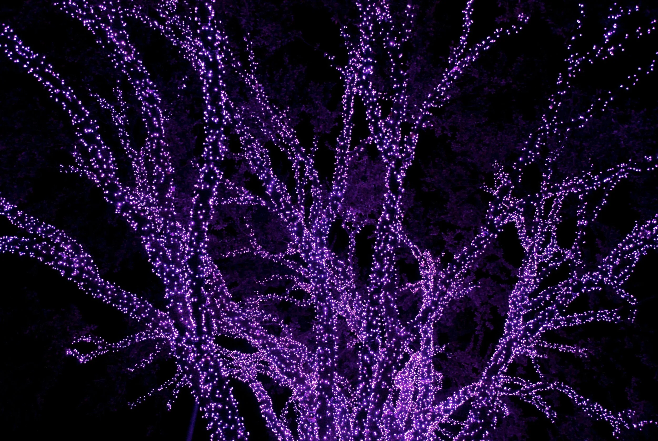 DSC_0262.jpg