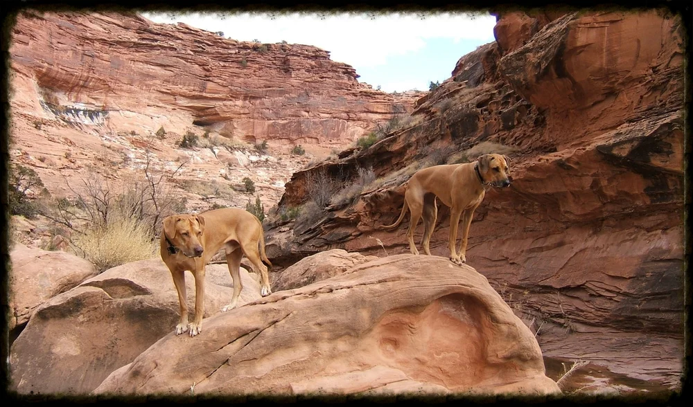 Colorado Rhodesian Ridgeback Club
