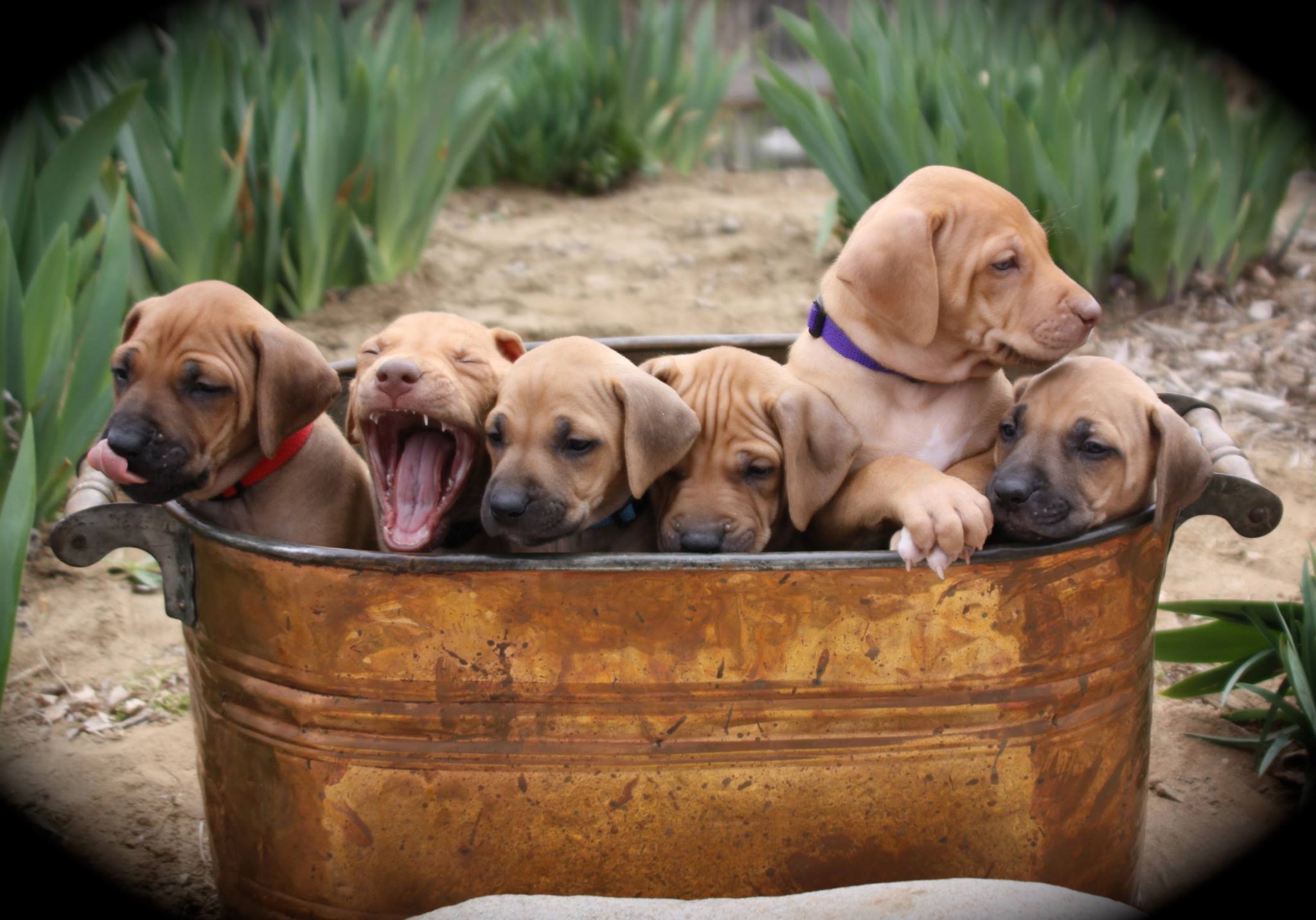 rodeo ridgeback