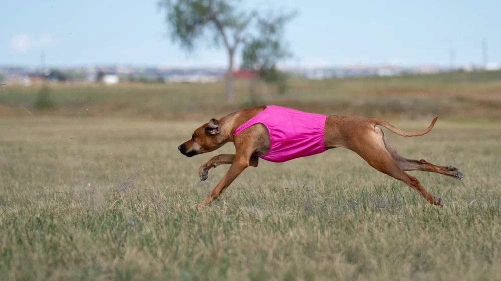Trudy 3.webp