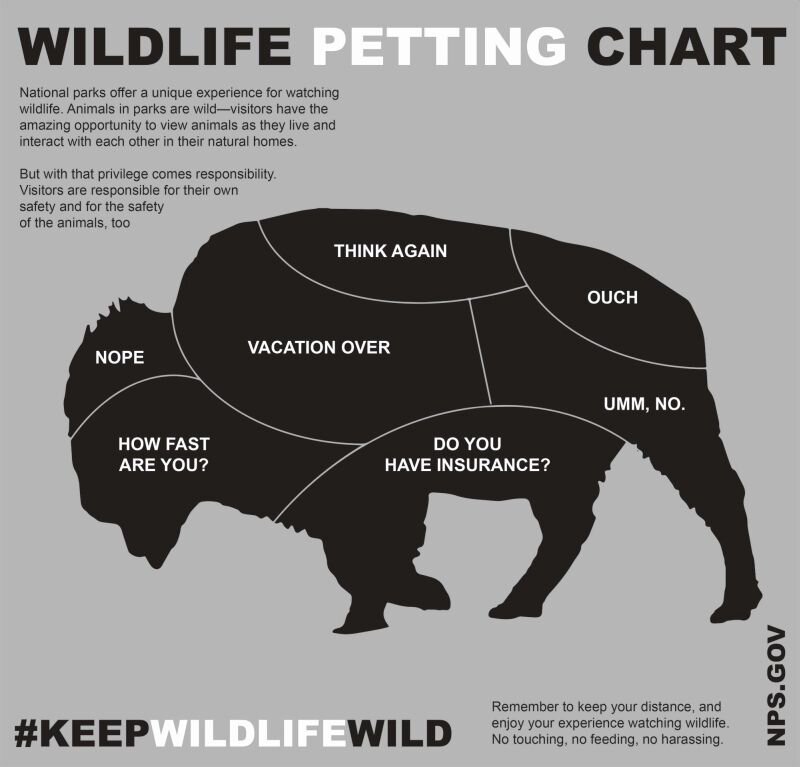 bison-petting spots - Copy.jpg