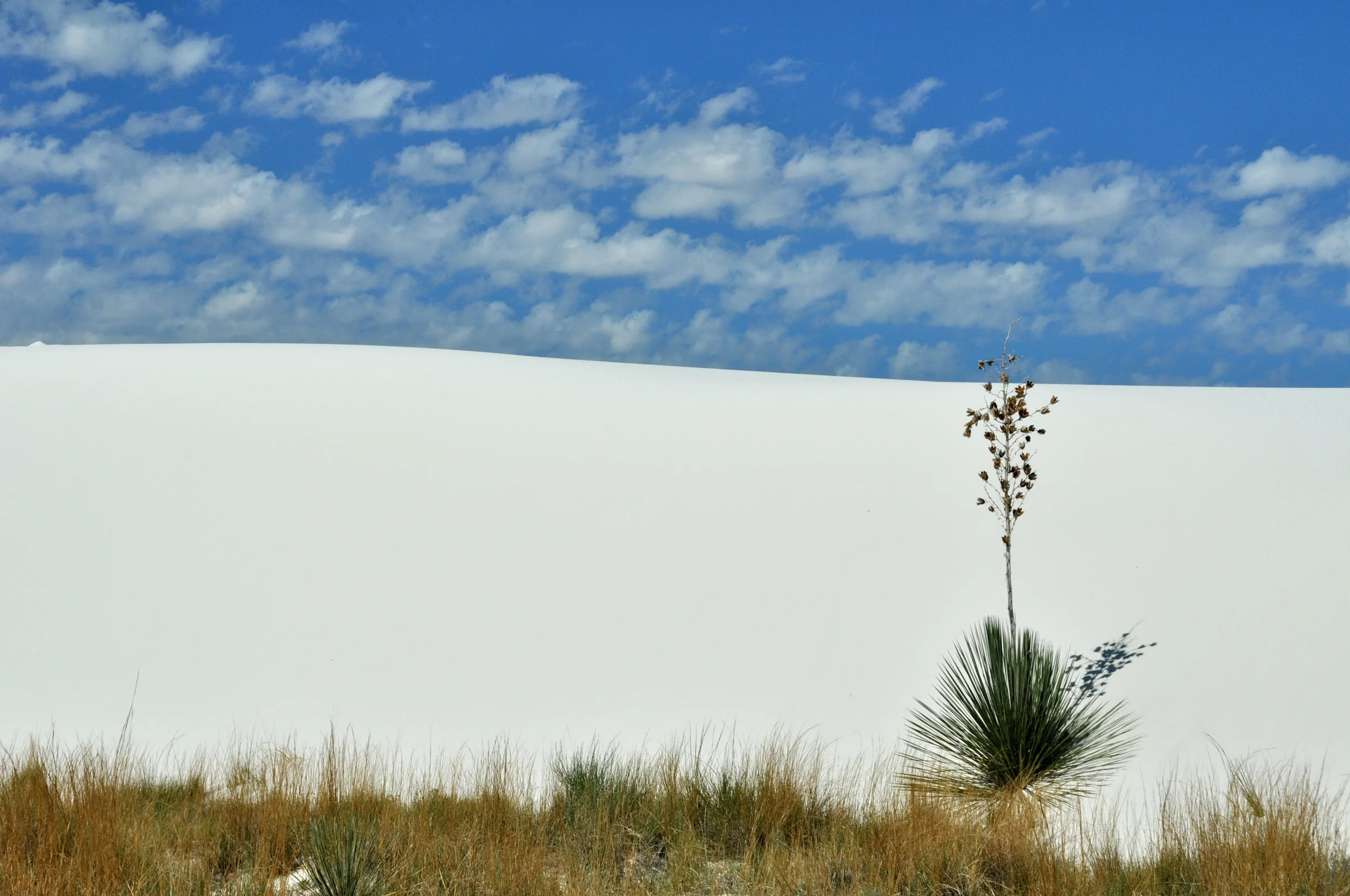 Desert Bloom