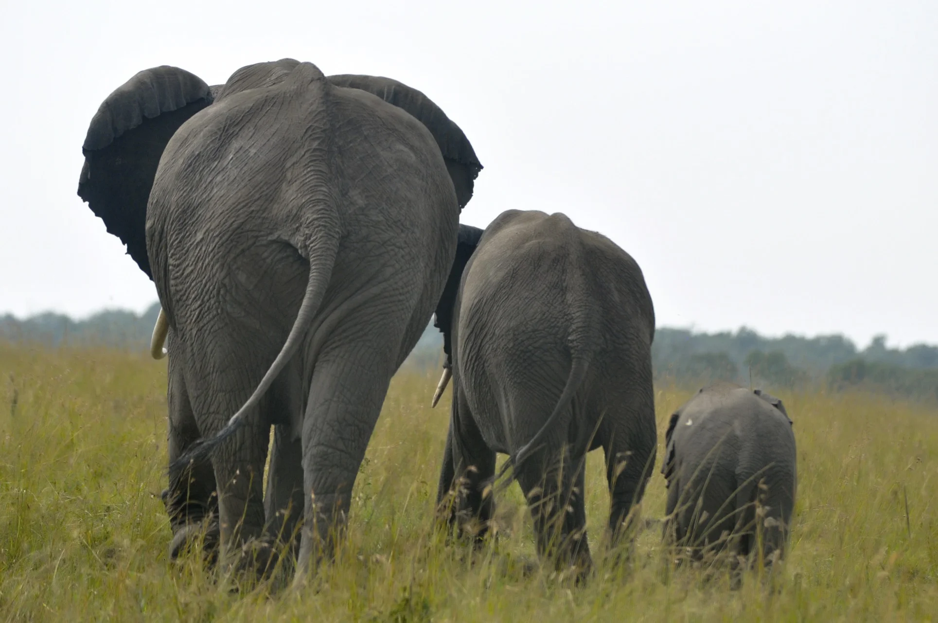 ElephantTrio.jpg