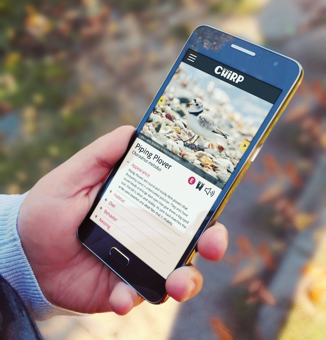Chirp App Mockup