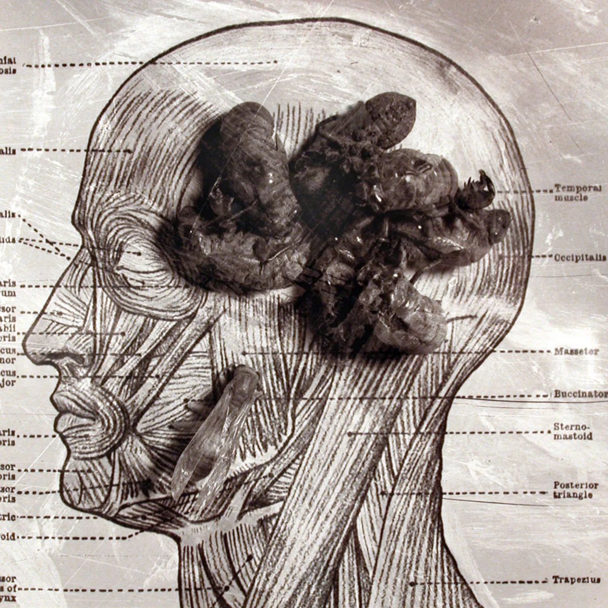 Inside My Head