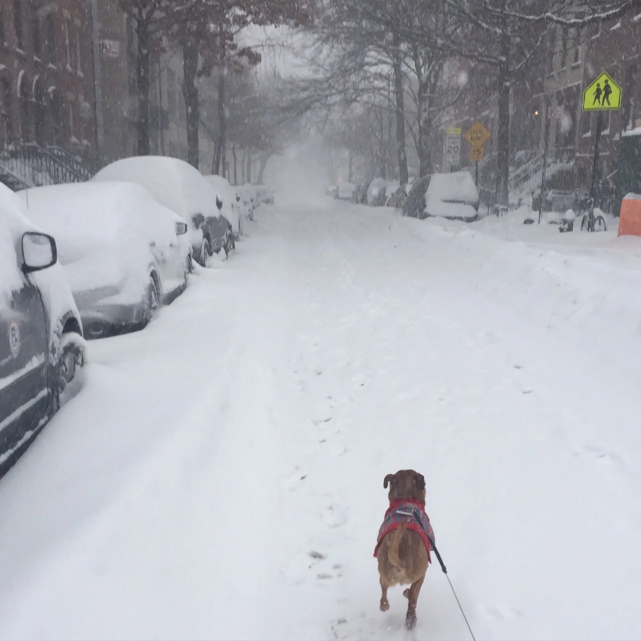 January snowstorm!