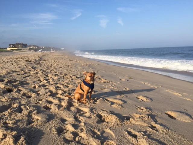 No place makes me feel like this place does - East Hampton, NY 