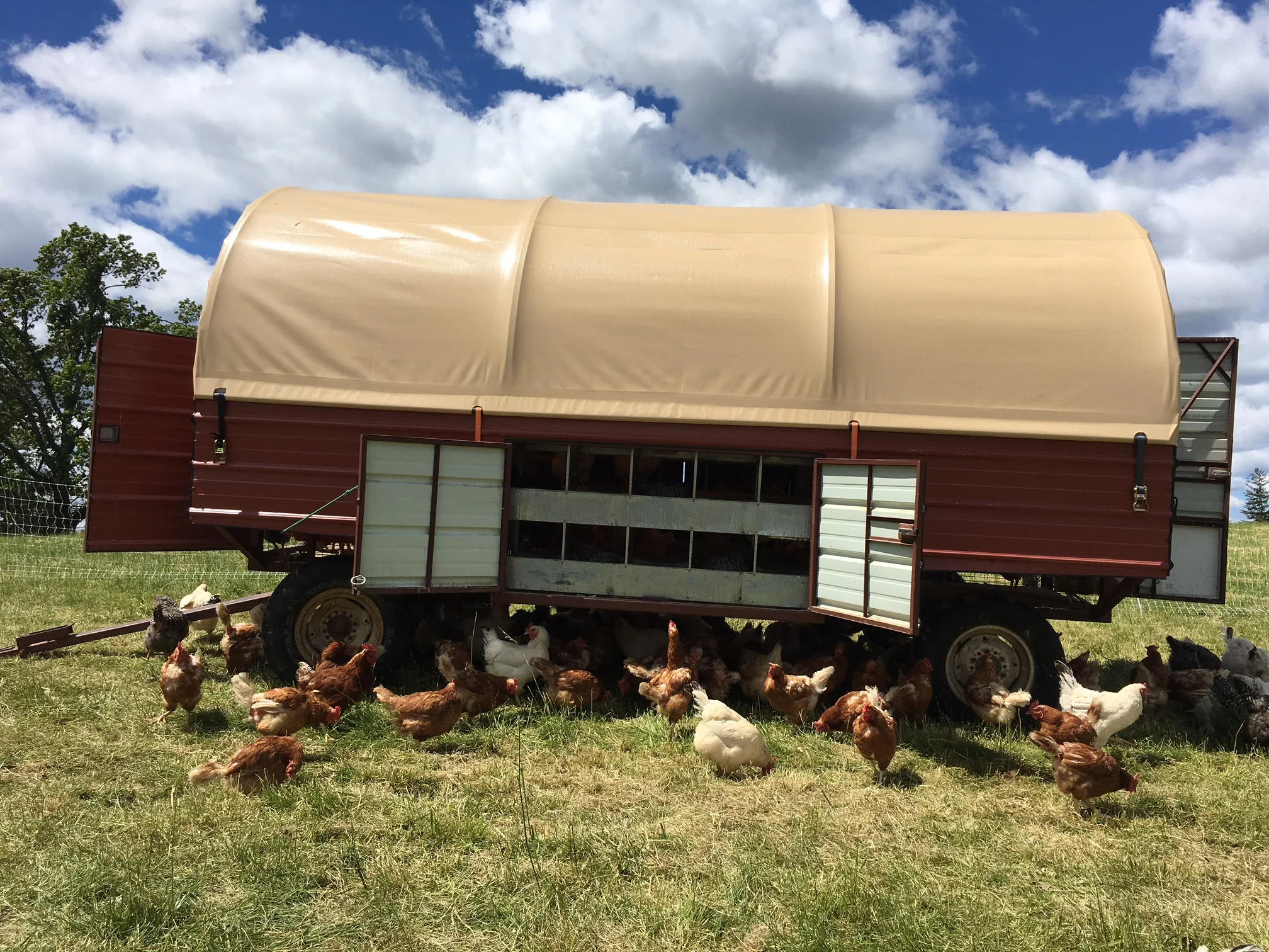 Happy Chickens 