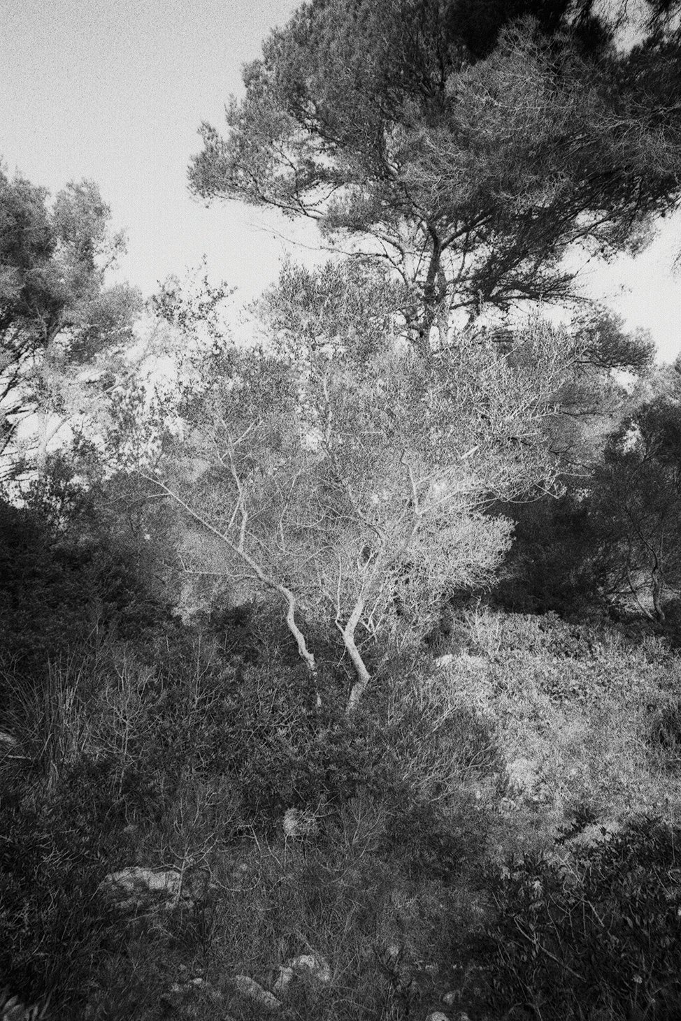 Menorca Plants Edit 02.jpg