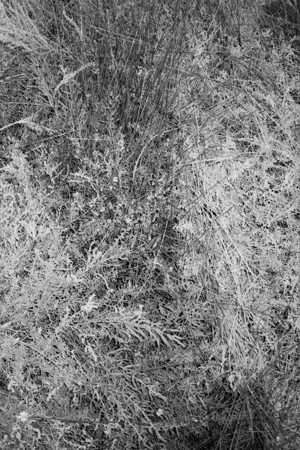 Menorca Plants Edit 20.jpg