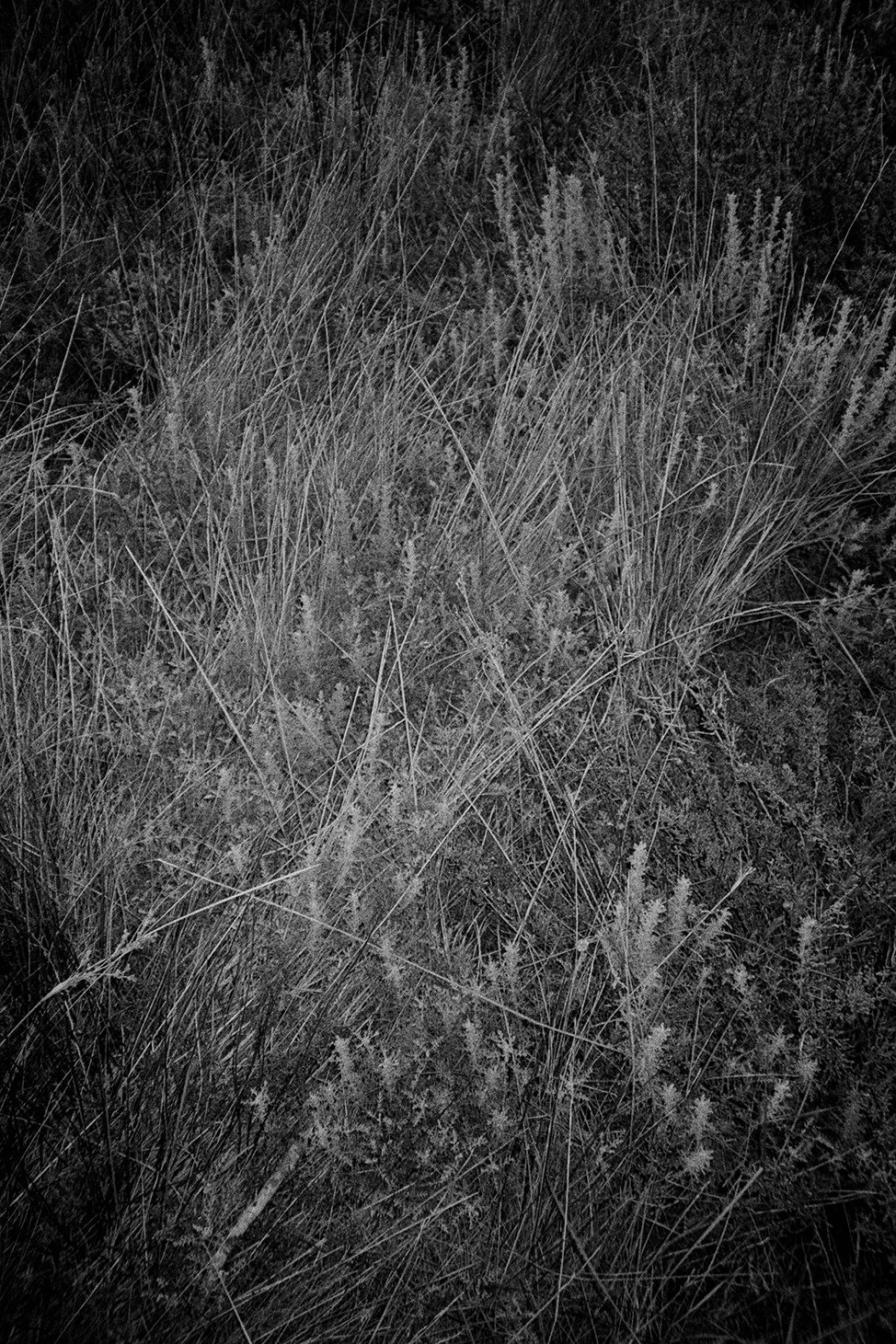 Menorca Plants Edit 24.jpg