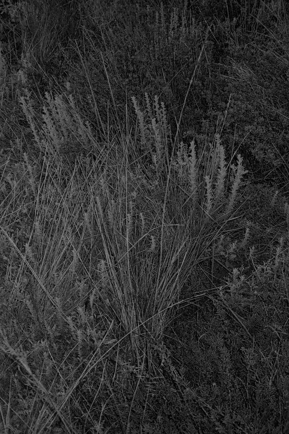 Menorca Plants Edit 25.jpg