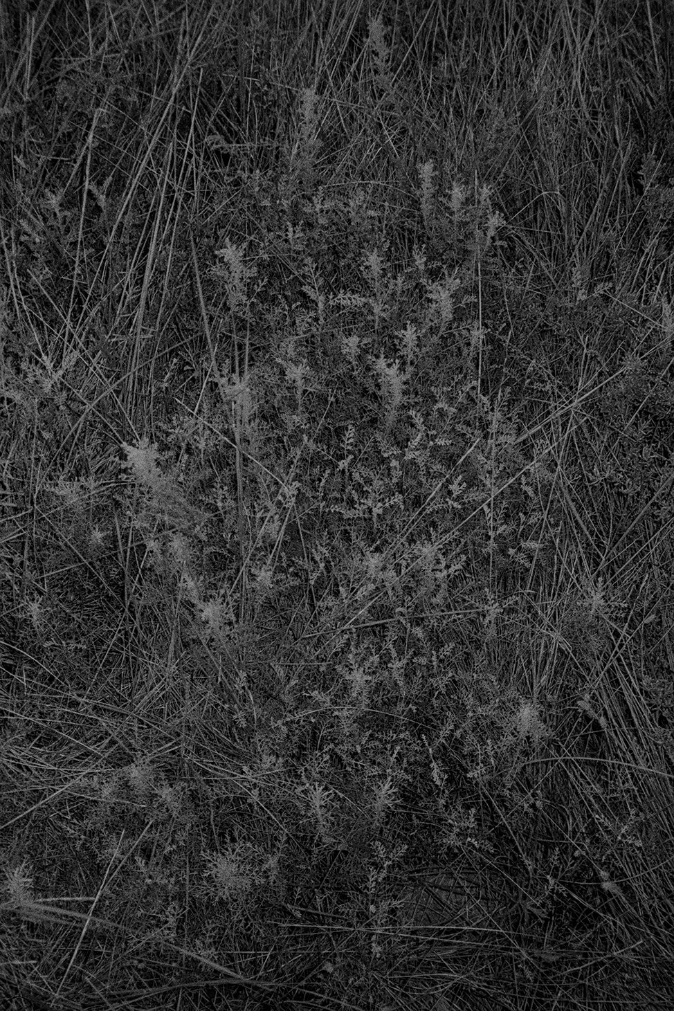 Menorca Plants Edit 26.jpg