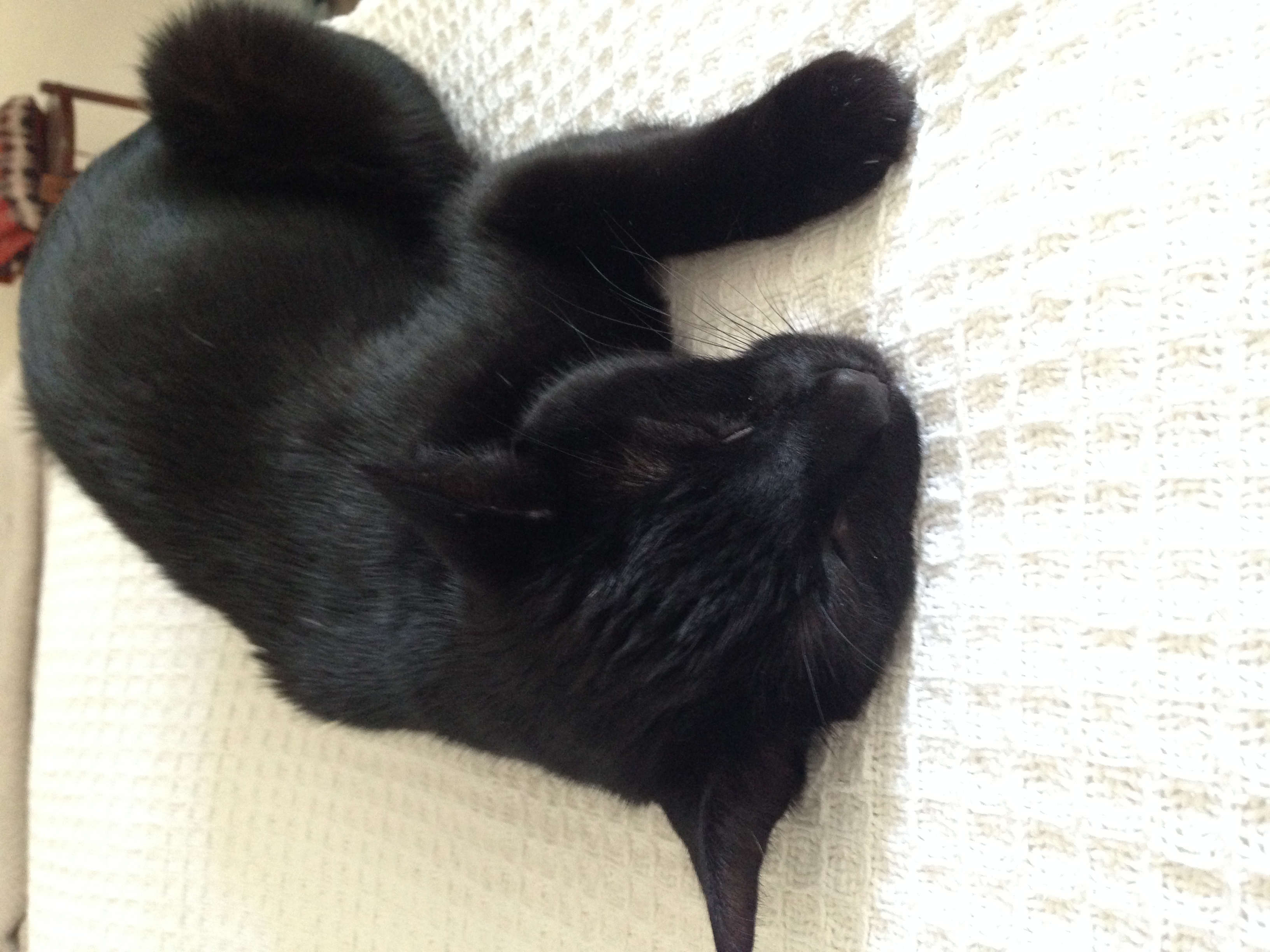 Frijolito, our cat, asleep without unnecessary tension. 
