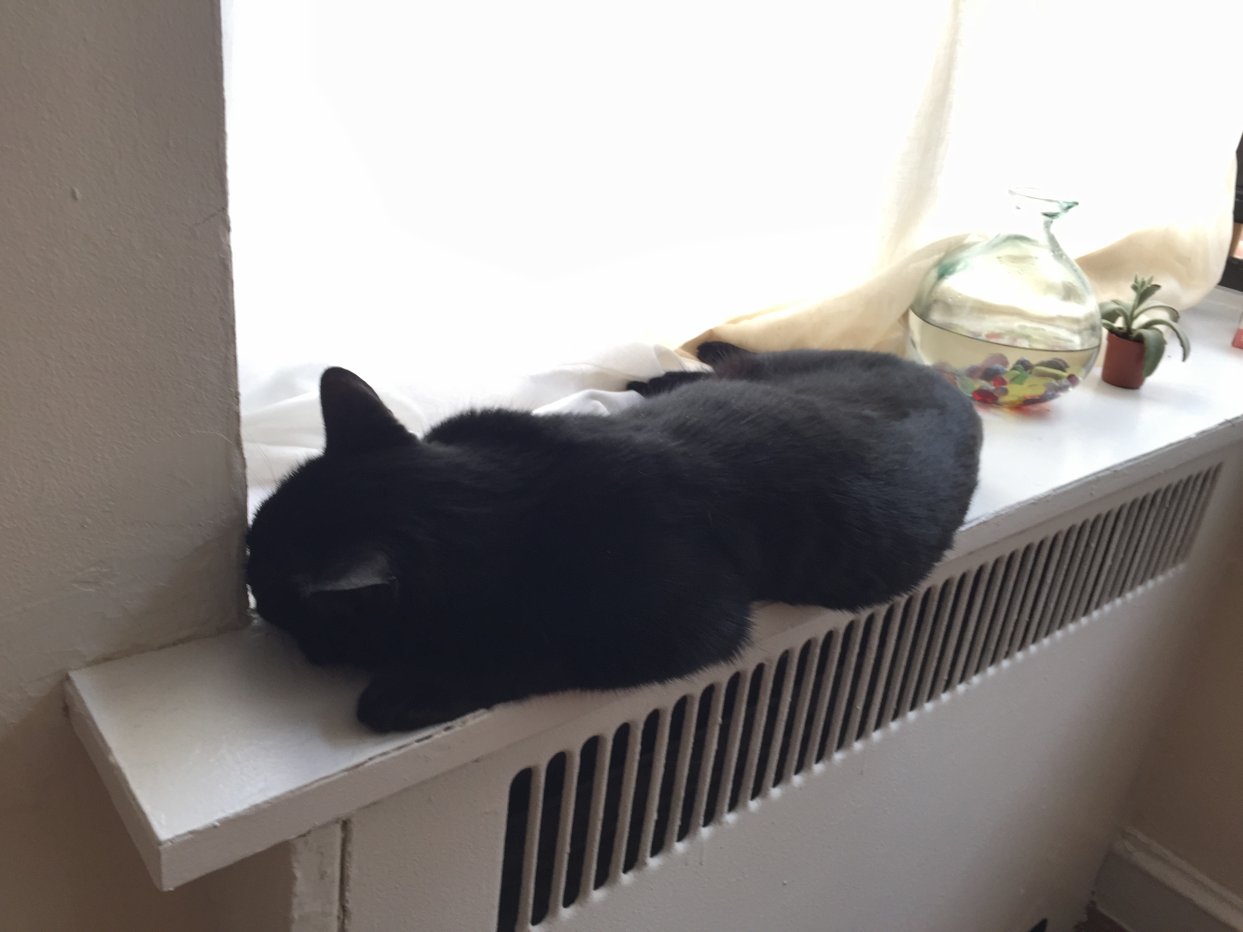 Frijolito, our cat, knows how to stay warm. Notice that his body is at ease even though he is coming off of the radiator. Dropping off unnecessary tension is a skill that you can learn. 