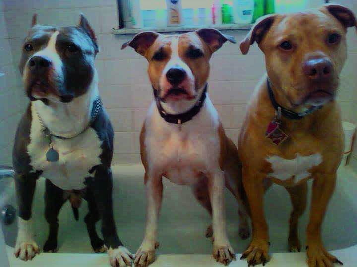 Rub a Dub Dub! Three Pits in a Tub!