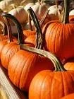 pumpkins2.jpeg