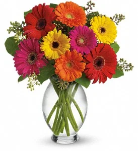 gerbera brights.jpg