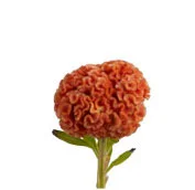 celosia