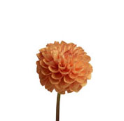 dahlia