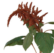 Amaranthus-Upright-Bronze.jpg