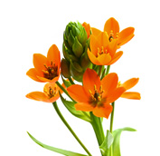 Ornithogalum-Orange.jpg