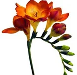 orange_freesia.jpg