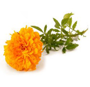 marigold.jpg