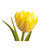 tulip.jpg