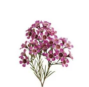 waxflower.jpg