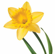 daffodil.jpg