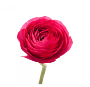 ranunculus.jpg