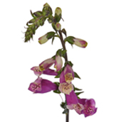 Foxglove.jpg