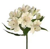 alstroemeria.jpg