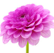 dahlia.jpg