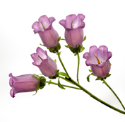 campanula.jpg