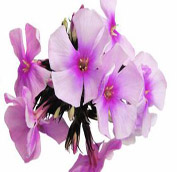 phlox.jpg