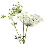 Queen-Annes-Lace.jpg