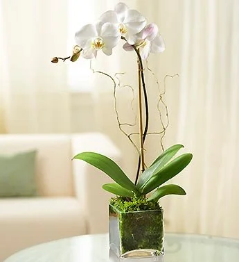 1 stem white orchid.jpg