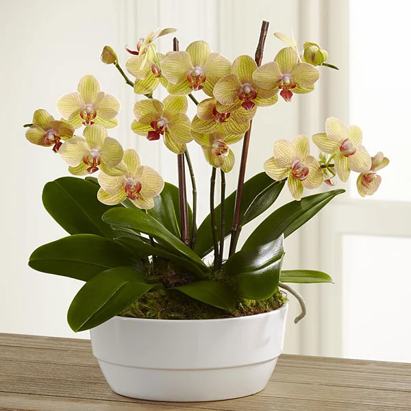 Yellow Strong Orchid.jpg