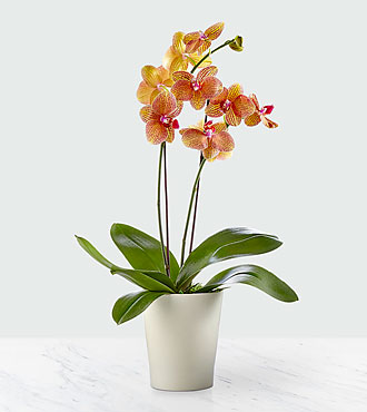 Orange Orchid.jpg